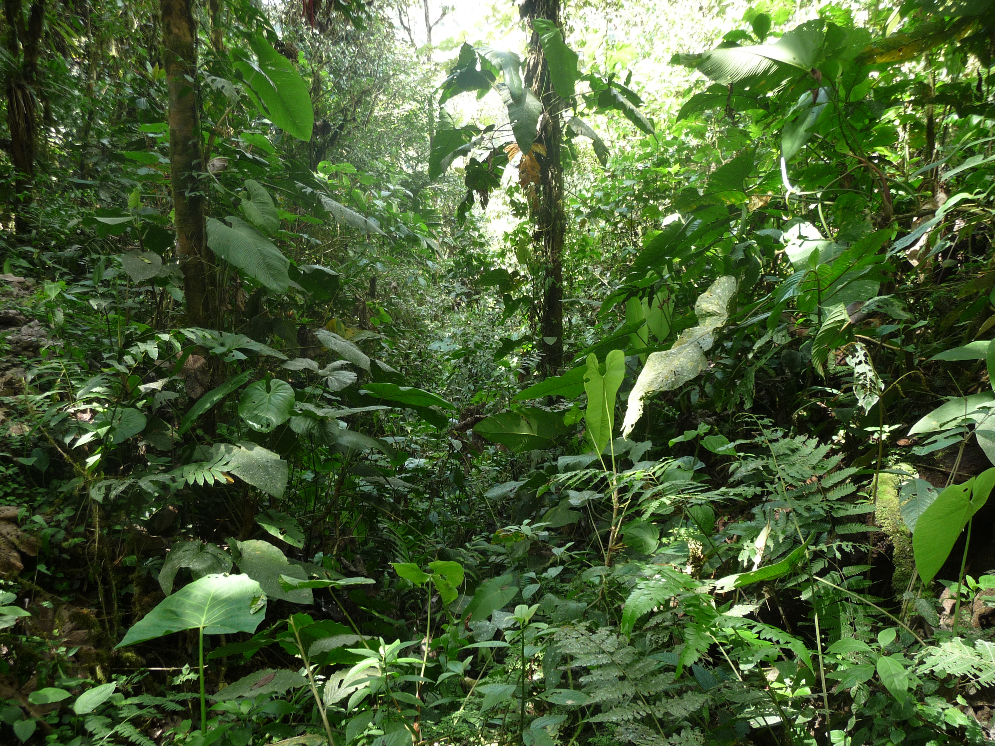 In The Jungle P1050743
